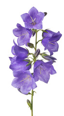 eight violet bellflower blooms on green stem