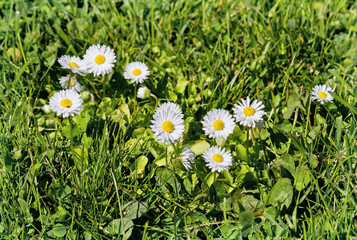 White daisies among green grass closeup