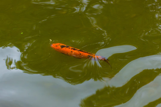 peixe na &aacute;gua