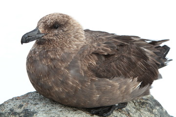 Fototapeta premium The lonnberg's Skua on the rocks of the island, Haswell,sea Davis