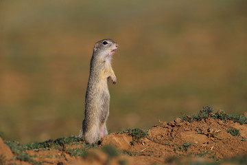  European ground squirrel (Spermophilus citellus)