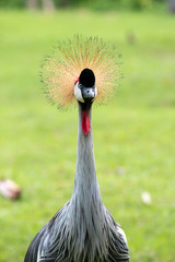 Close up of Grey crowned crane at head shot, Balearica pavonina, bird of Gruidae family originating in South Africa
