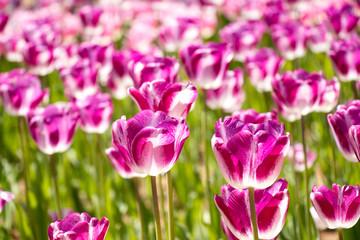 Violet and white color of blooming tulip flower in garden background