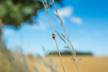 Käfer am Grashalm in der Hallertau