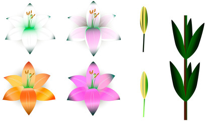 Set of different blossoming beautiful colorful lily flowers for decoration, decoration of ibuket, exclusive design