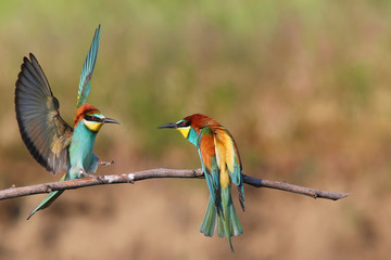 European bee-eater (Merops Apiaster) in natural habitat