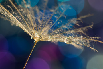 A dandelion seed with water drops on a colorful bokeh background. Selective focus
