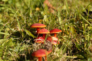 Scarlet hood fungi, Hygrocybe coccinea