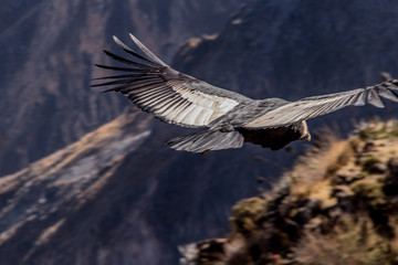 Condor des Andes