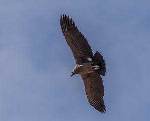 Condor des Andes