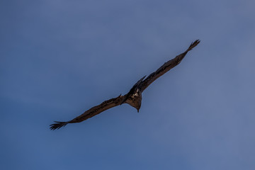 Condor des Andes