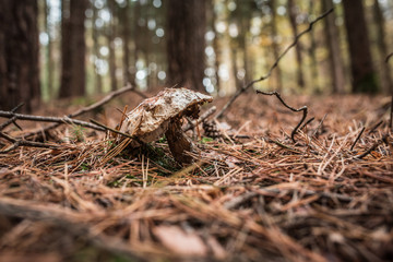 Verfallener Pilz im bayrischen Nadelwald