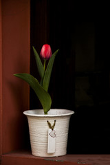  Tulip in a pot of the window