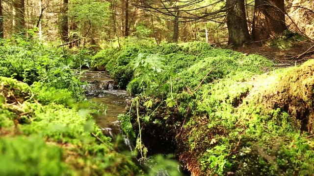 Zoom onto a small river in a forest of the national park Sumava between Germany and the Czech Republic