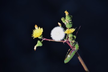 タンポポ/背景素材