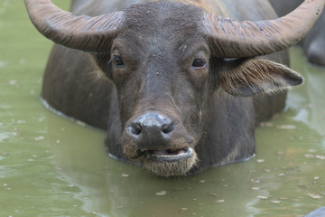 water buffalo living in the water lake