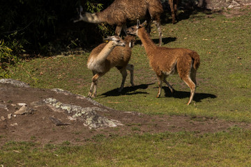 Lamas en train de se battre
