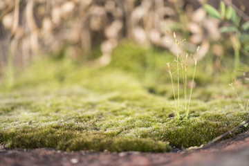 part of tropical forest in Asia