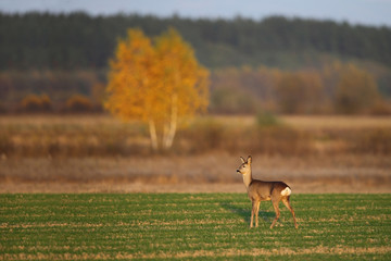 Fototapeta premium Roe deer (Capreolus capreolus) at sunset in autumn