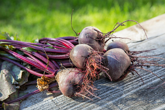 Beets  from the beds on old boards autumn