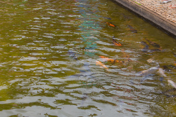 peixes