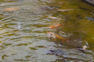 peixes