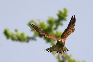 Common kestrel flying in the sky