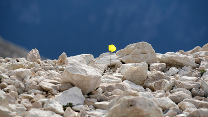 Fiore giallo solitario tra le rocce in Dolomiti
