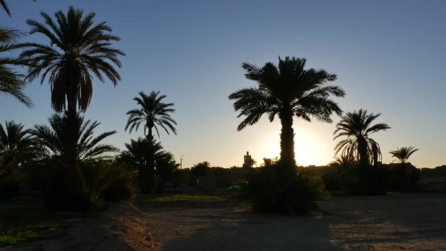 Silhouette palm trees in the desert of Morocco