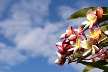 Colorful clump of plumeria flowers with white cloud and clear blue sky in the background. 