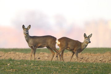Roe deers in the field