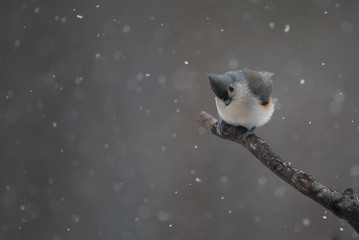Snowy Bird