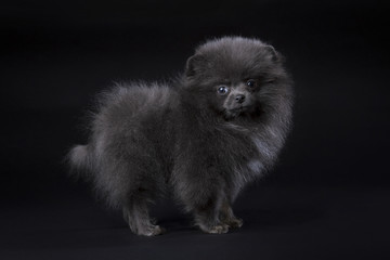 Fototapeta na wymiar blue Pomeranian puppy on black background