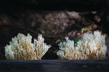 Crown coral fungus, Artomyces pyxidatus