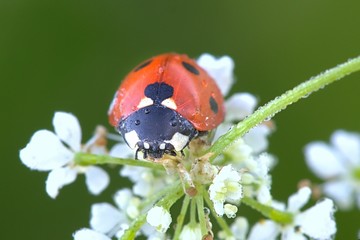Ladybird, ladybug and cow parsley