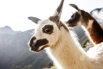 Llama in Machu Picchu, Cuzco, Peru