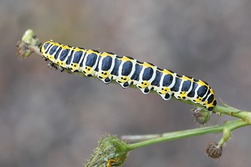 Beautiful lettuce shark moth caterpillar, Cucullia lactucae