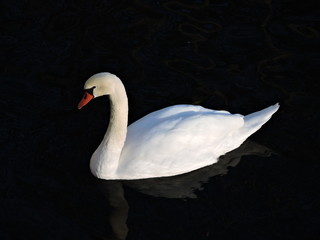 Naklejka premium Elegante cisne blanco