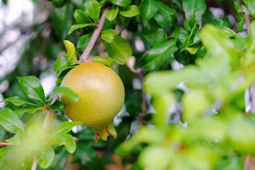 Green pomegranate on tree branch, close up