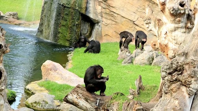 Young black chimpanzee family