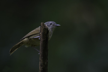 Brown Cheeked Fulvetta bird perched on a tree branch