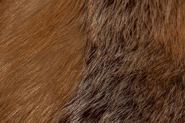 Classy and luxurious red fox fur