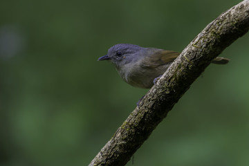 Fototapeta premium Brown Cheeked Fulvetta bird perched on a tree branch