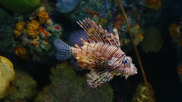 Corals and exotic marine fish. Ocean life Under Water. Lionfish or Pterois native to the Indo-Pacific. Also called zebrafish, firefish turkeyfish or butterfly-cod. Large aquarium. Tropical inhabitants