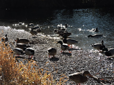 Bando de pato com&uacute;n