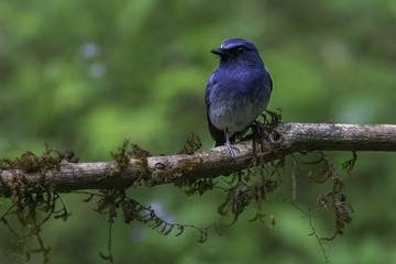 White Bellied Blue Flycatcher Male bird perched on a tree