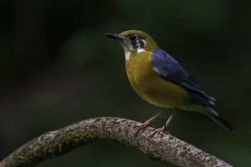 Orange Headed Thrush bird perched on a tiny tree branch