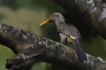 Malabar Grey Hornbill perched on a tree branch