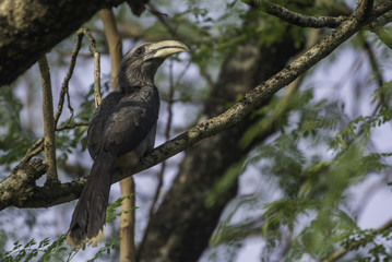 Malabar Grey Hornbill perched on a tree branch