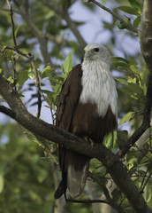 Brahminy kite bird perched on a tree branch